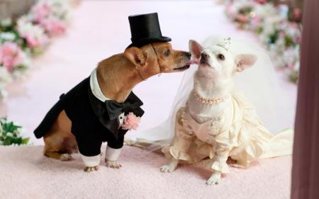 dog3 dog3