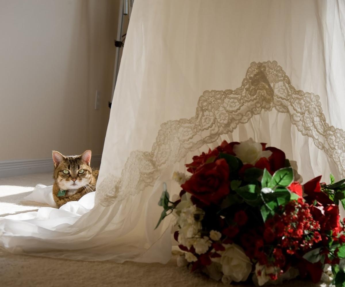 cat1 cat1